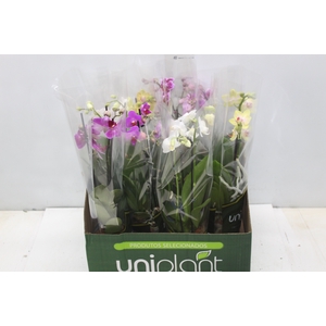 PHALAENOPSIS MINI P09 2 HT