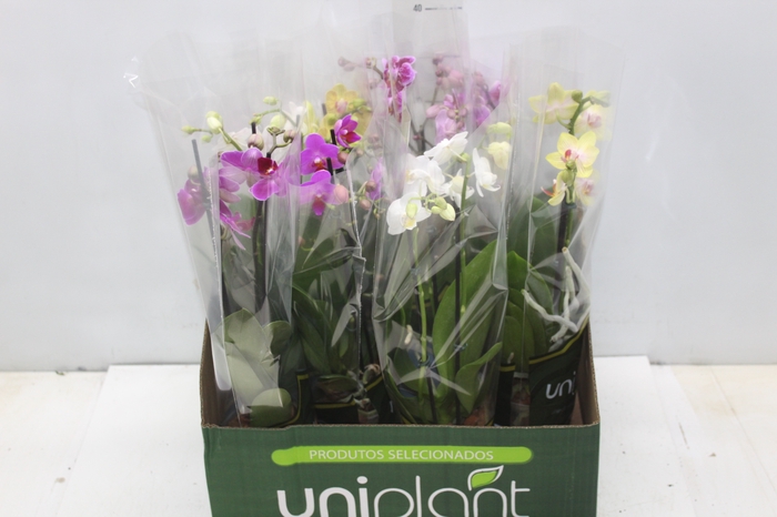 <h4>PHALAENOPSIS MINI P09 2 HT</h4>