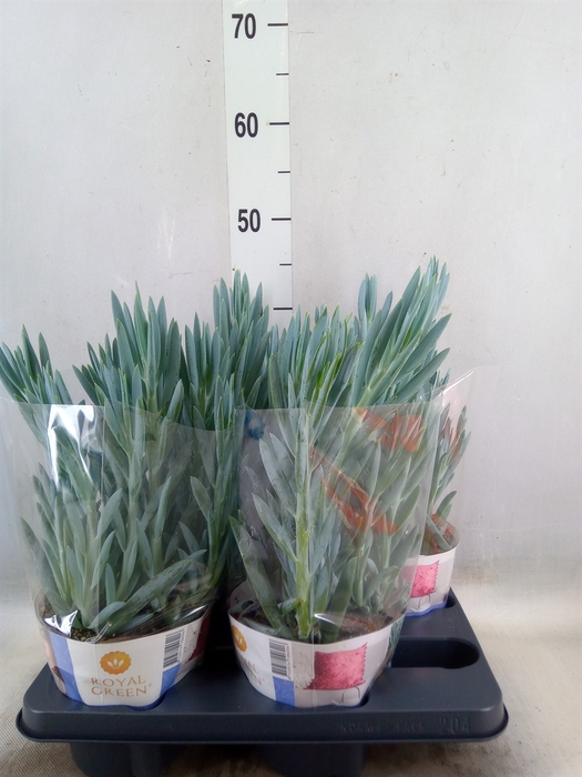 <h4>Curio ficoides 'Mount everest'</h4>