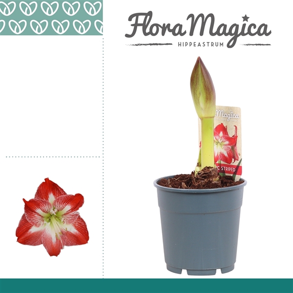 <h4>Hippeastrum Exotic Striped 1 Knop</h4>