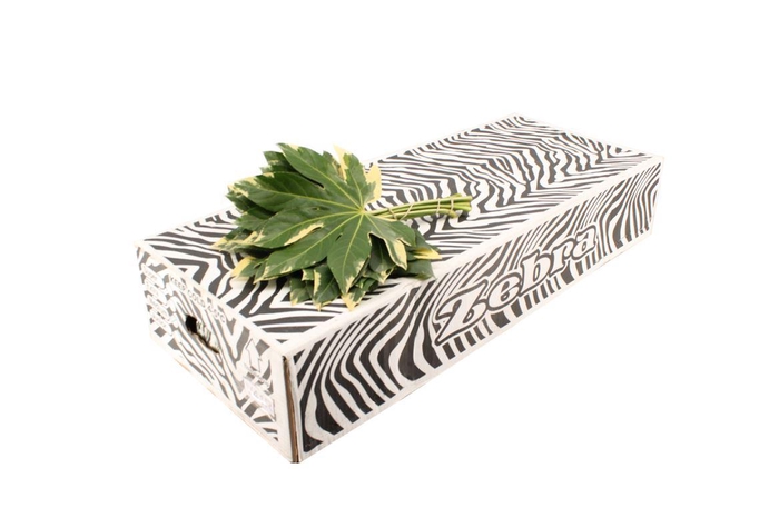 <h4>Aralia Variegated Small</h4>