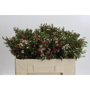 Chamelaucium My Sweet 16