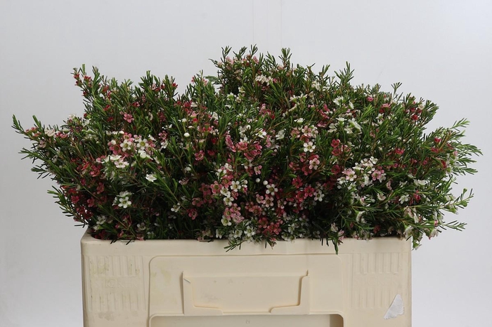 <h4>Chamelaucium My Sweet 16</h4>