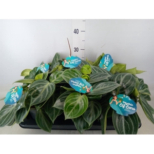 Peperomia