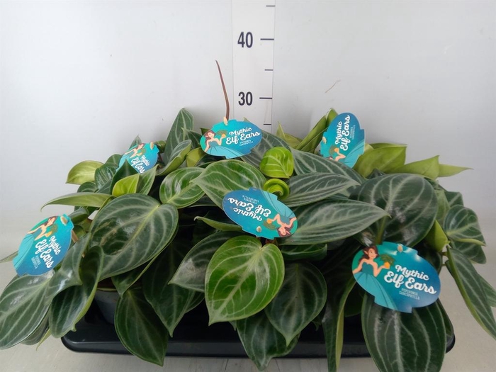 <h4>Peperomia</h4>