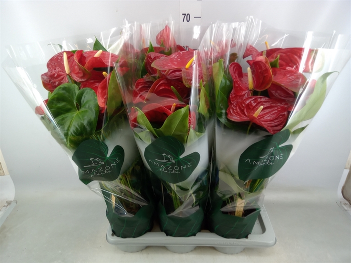 <h4>Anthurium andr. 'Nevada'</h4>