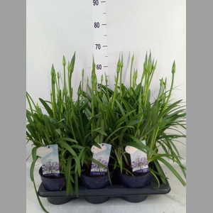 Agapanthus  'Amourette Superb'