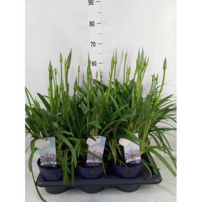 <h4>Agapanthus 'Amourette Superb'</h4>