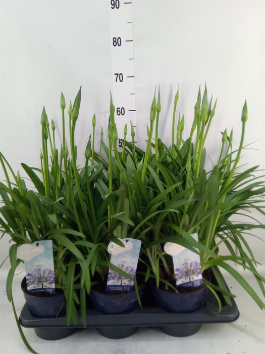 Agapanthus  'Amourette Superb'