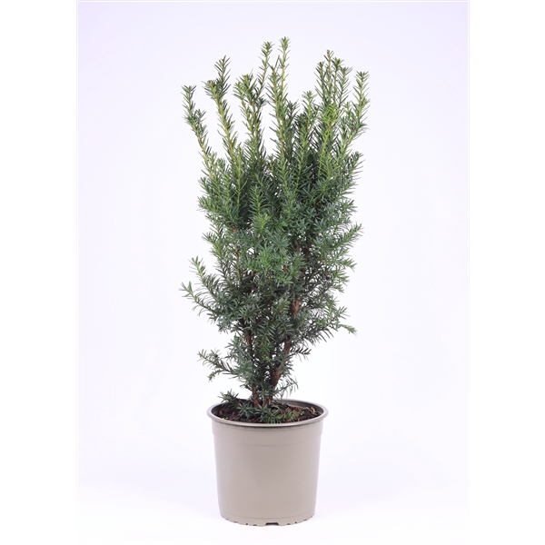 Taxus media 'Hicksii'