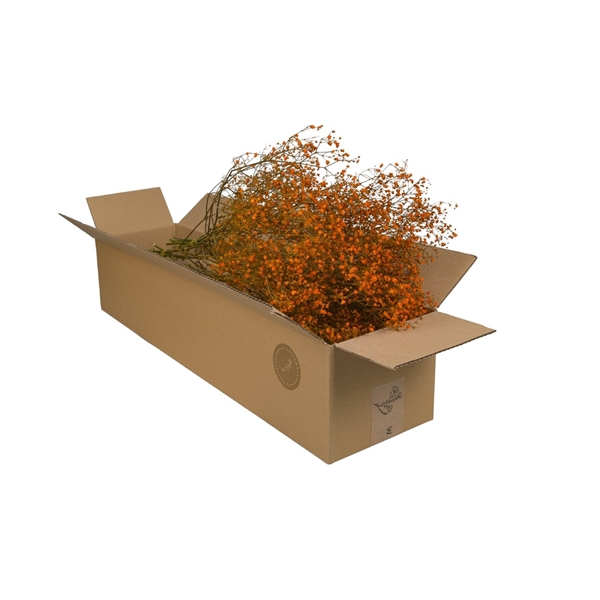 Droogbloemen-Gypsophila Burnt Orange