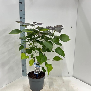 Catalpa Purpurea