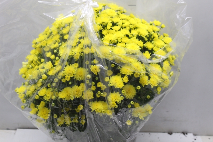 <h4>CRISANTEMO BOLA BELGA JASODA C21 AMARELO</h4>