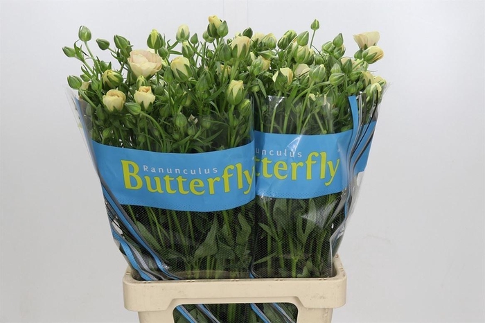 <h4>Ran Butterfly Keramos</h4>