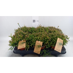 Rhipsalis burchellii
