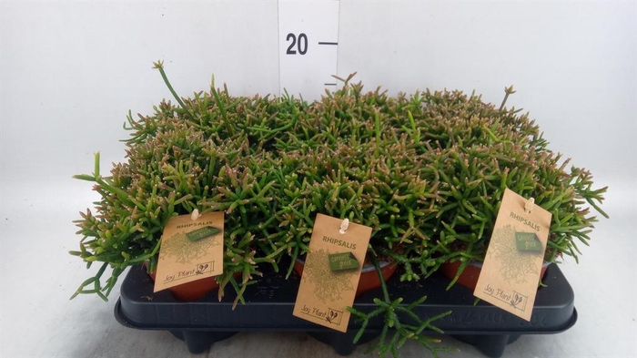 <h4>Rhipsalis burchellii</h4>