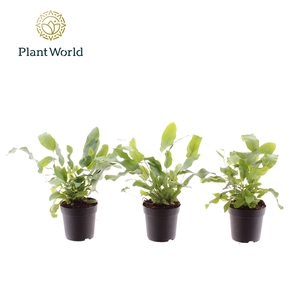 Phlebodium Blue Star