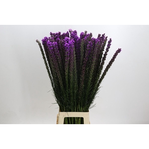 Liatris Callilepis