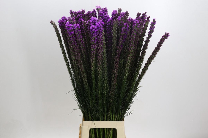 Liatris Callilepis