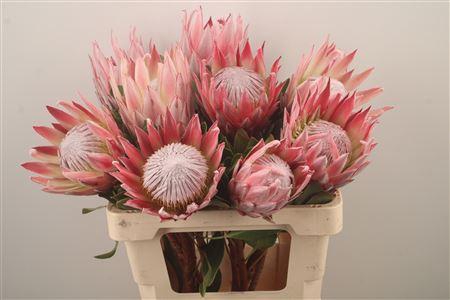 <h4>Protea Cynaroides</h4>