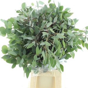 Euca Populus Long 300gr