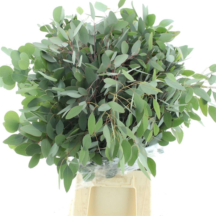 Euca Populus Long 300gr