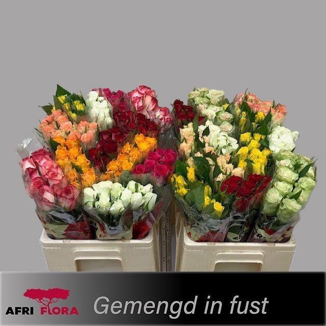 <h4>Rosa kl mix in fust</h4>