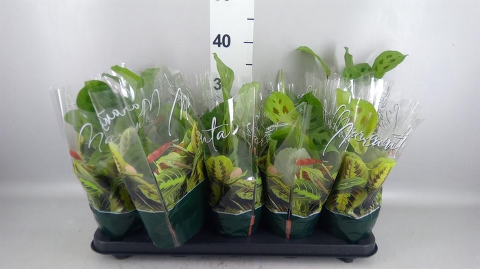 <h4>Maranta leuc. 'Kerchoveana'</h4>
