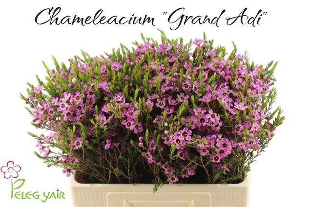 <h4>CHAME ME GRAND ADI</h4>