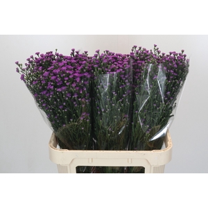 Aster Baby Pink