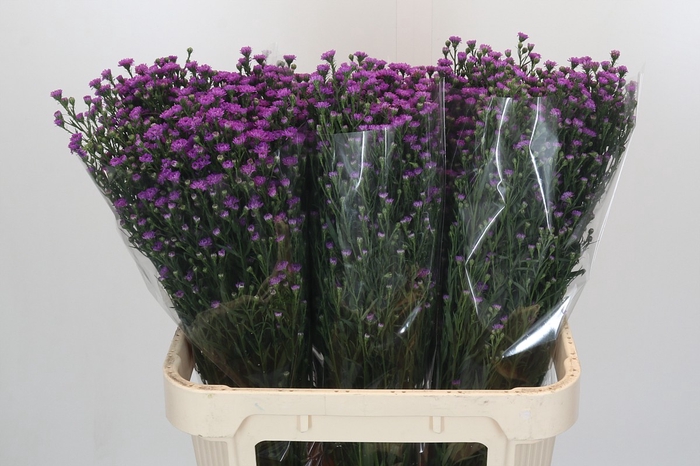 <h4>Aster Baby Pink</h4>
