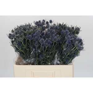 Eryngium Blue Dynamite