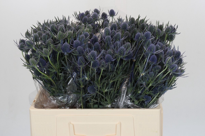 <h4>Eryngium Blue Dynamite</h4>