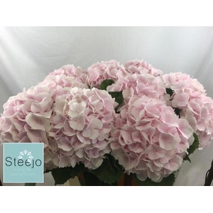 Hydrangea Sweet Verena