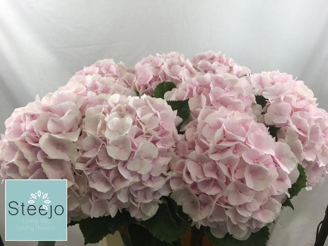 <h4>Hydrangea Sweet Verena</h4>