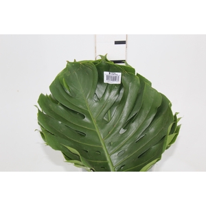 FOLHAGEM MONSTERA DELICIOSA 030 CM