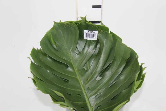 <h4>FOLHAGEM MONSTERA DELICIOSA 030 CM</h4>