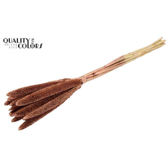 <h4>Babala on natural stem Copper</h4>