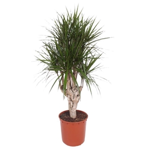 Dracaena