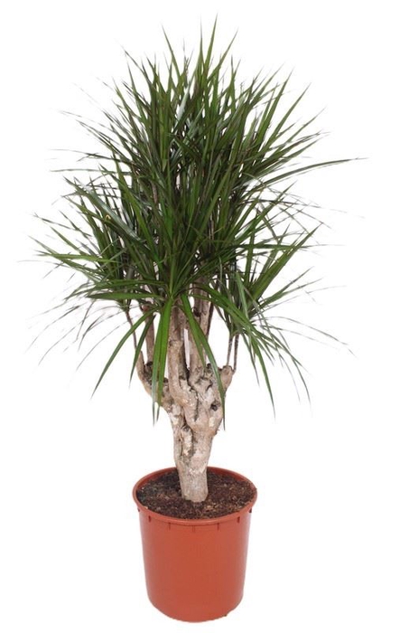 <h4>Dracaena</h4>