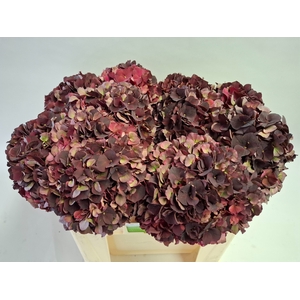 HYDR M MAG D RUBY CL