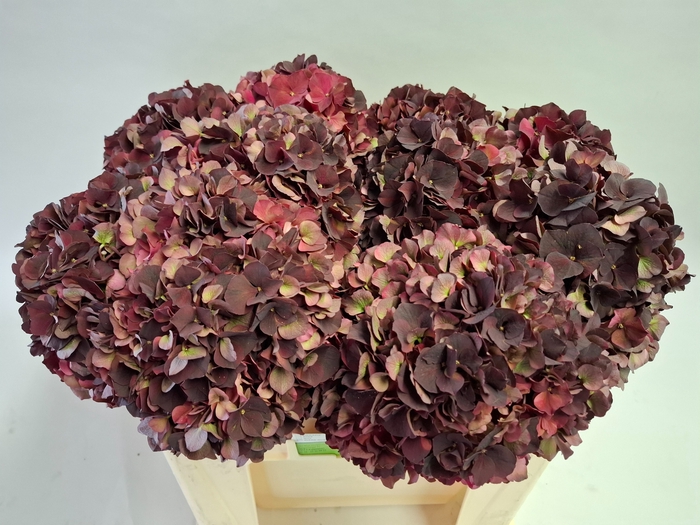 <h4>HYDR M MAG D RUBY CL</h4>