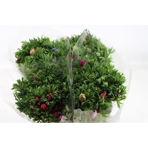 Anem Co Jerusal Mixed