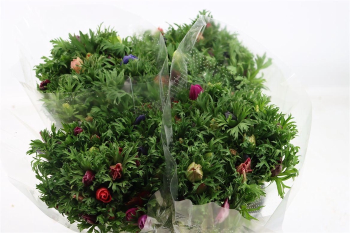 Anem Co Jerusal Mixed