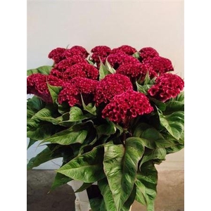 Cel C Indian Summerburgundy