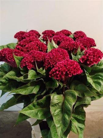 <h4>Cel C Indian Summerburgundy</h4>