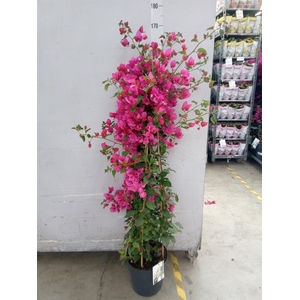 Bougainvillea  'Sanderiana'