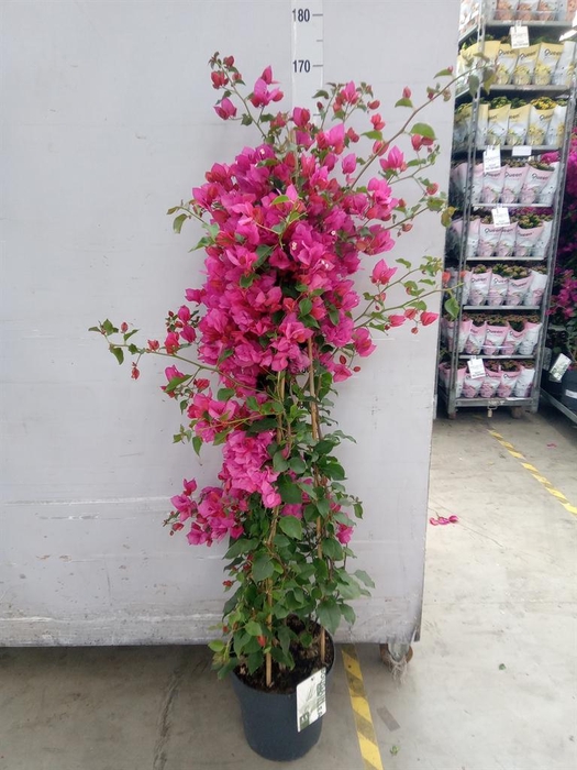 <h4>Bougainvillea  'Sanderiana'</h4>