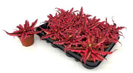 <h4>Cryptanthus 'Rubin Star'</h4>