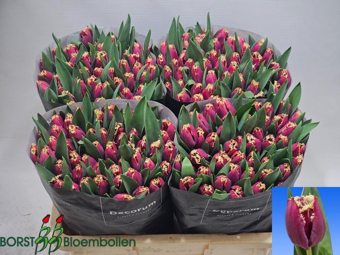 <h4>TU FR SAN PABLO</h4>